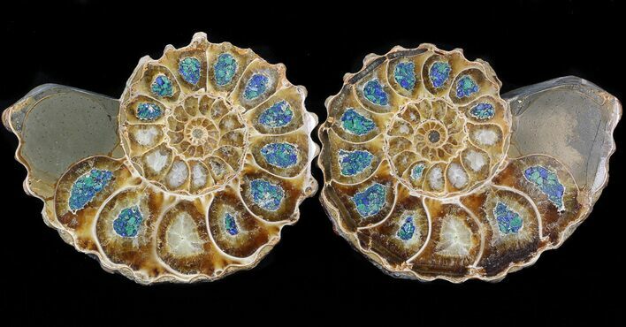Sliced Ammonite With Inlaid Azurite & Malachite #43809